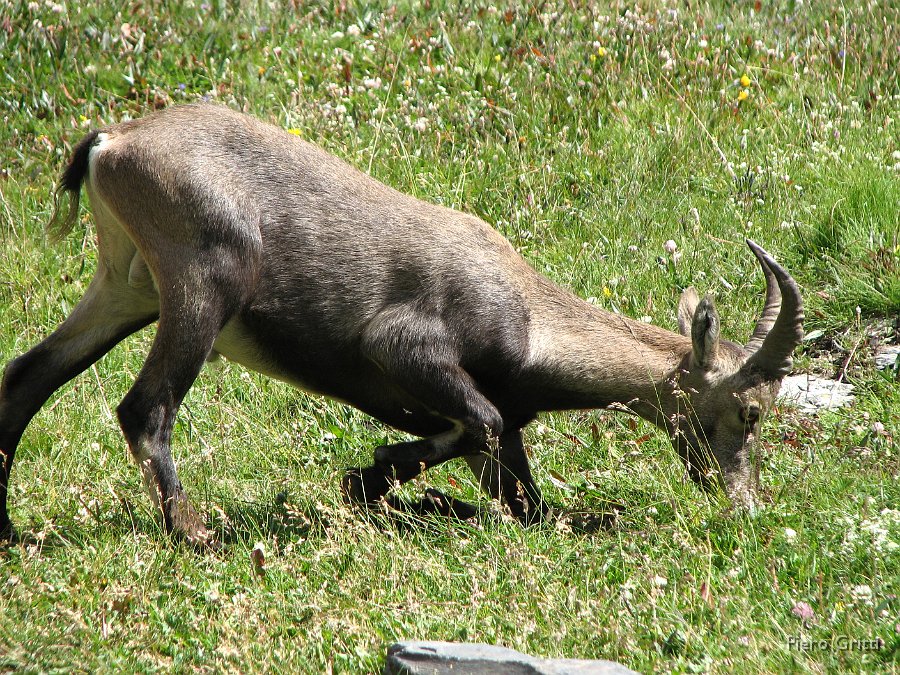 Masoni 255.jpg - Alla ricerca di sale?